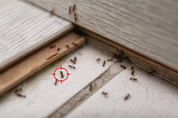 Best Best Pest Control Companies  in Hillsboro, KS